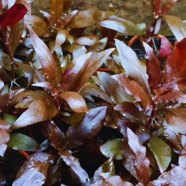 Alternanthera Reineckii "Mini" 5cm Pot