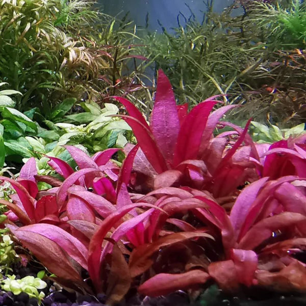 Alternanthera Reineckii "Mini" 5cm Pot