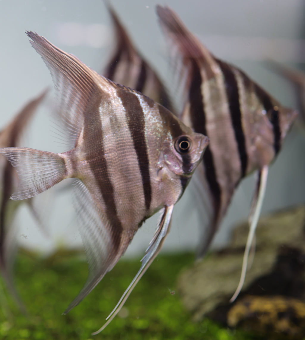 Altum Angelfish