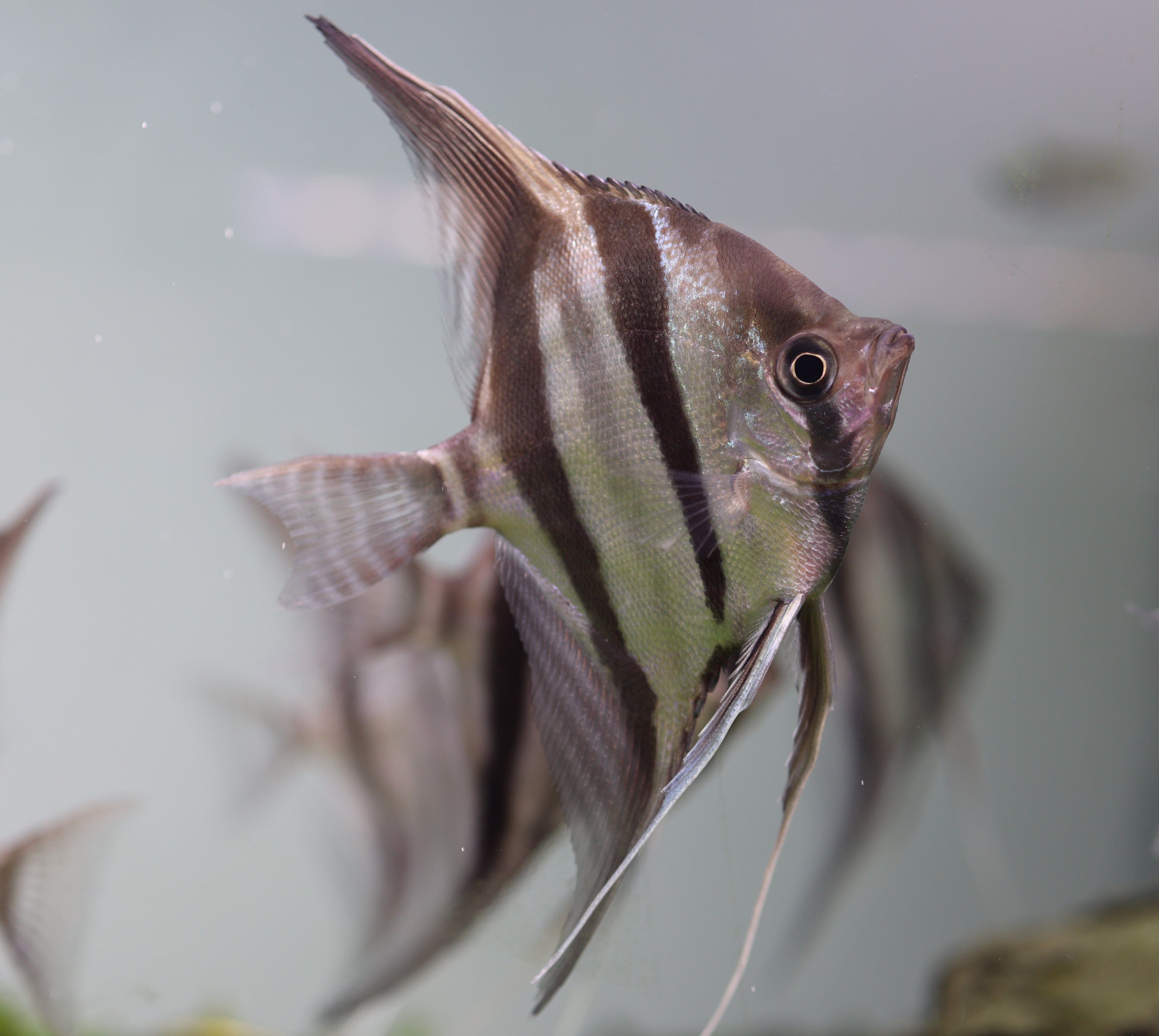 Altum Angelfish