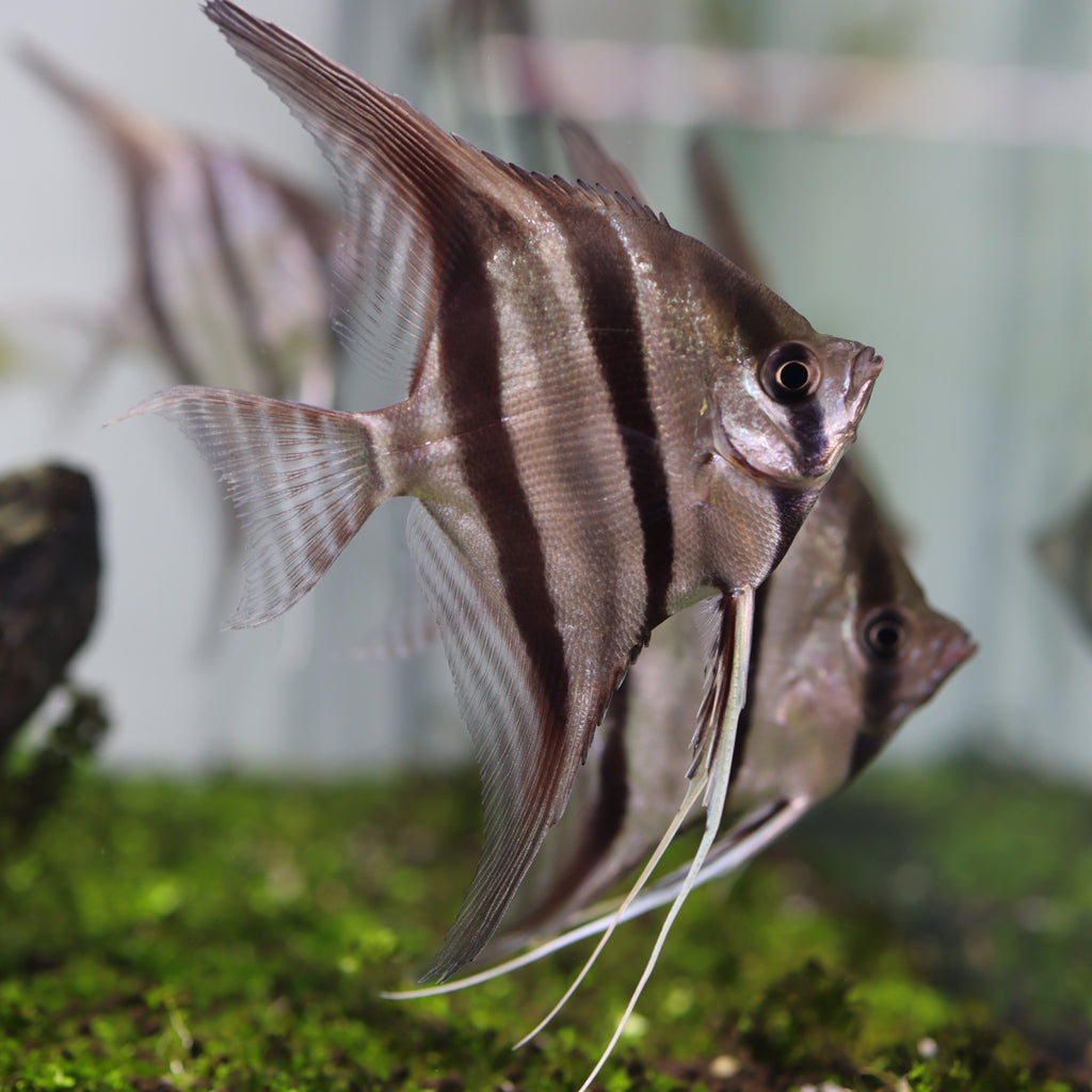 Altum Angelfish