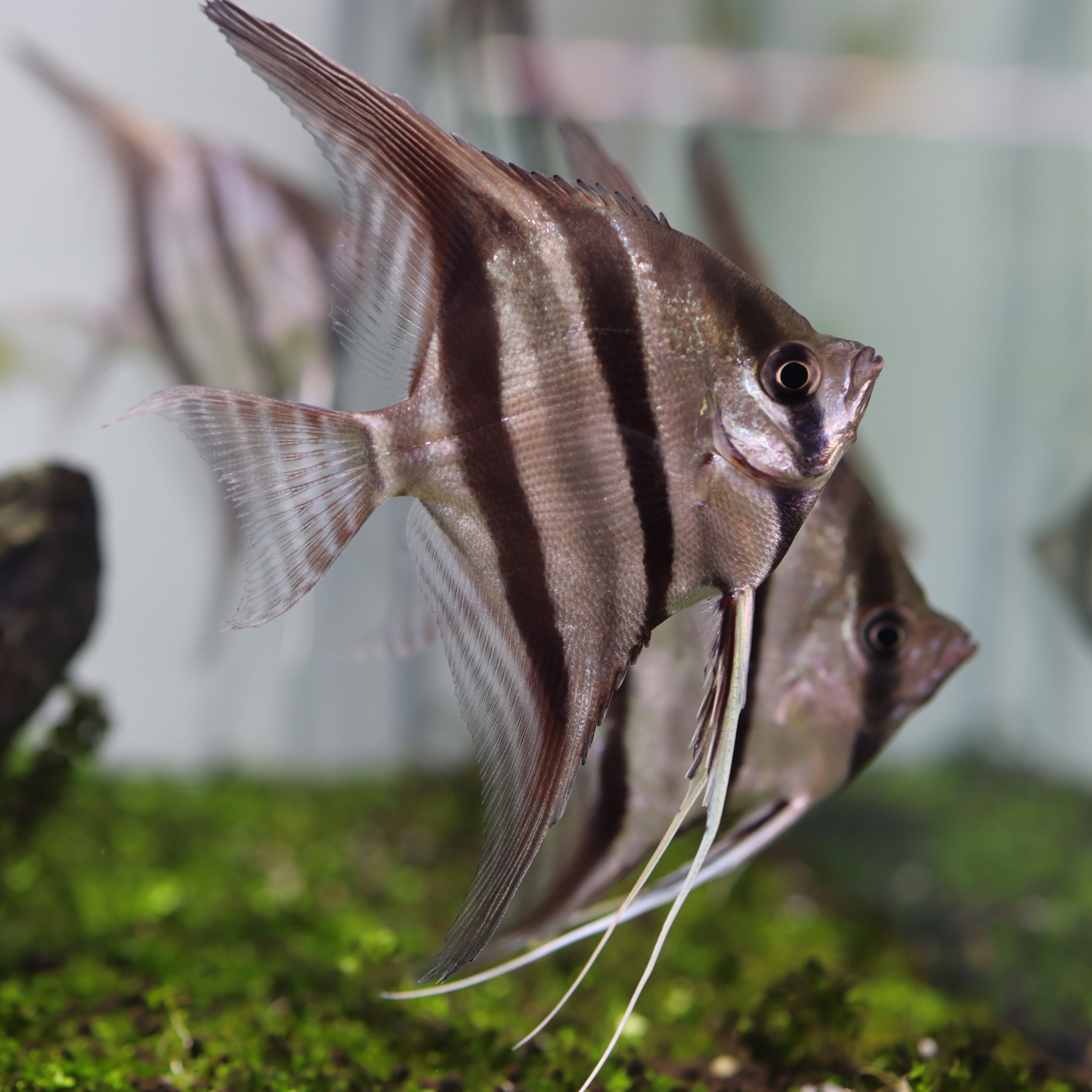 Altum Angelfish