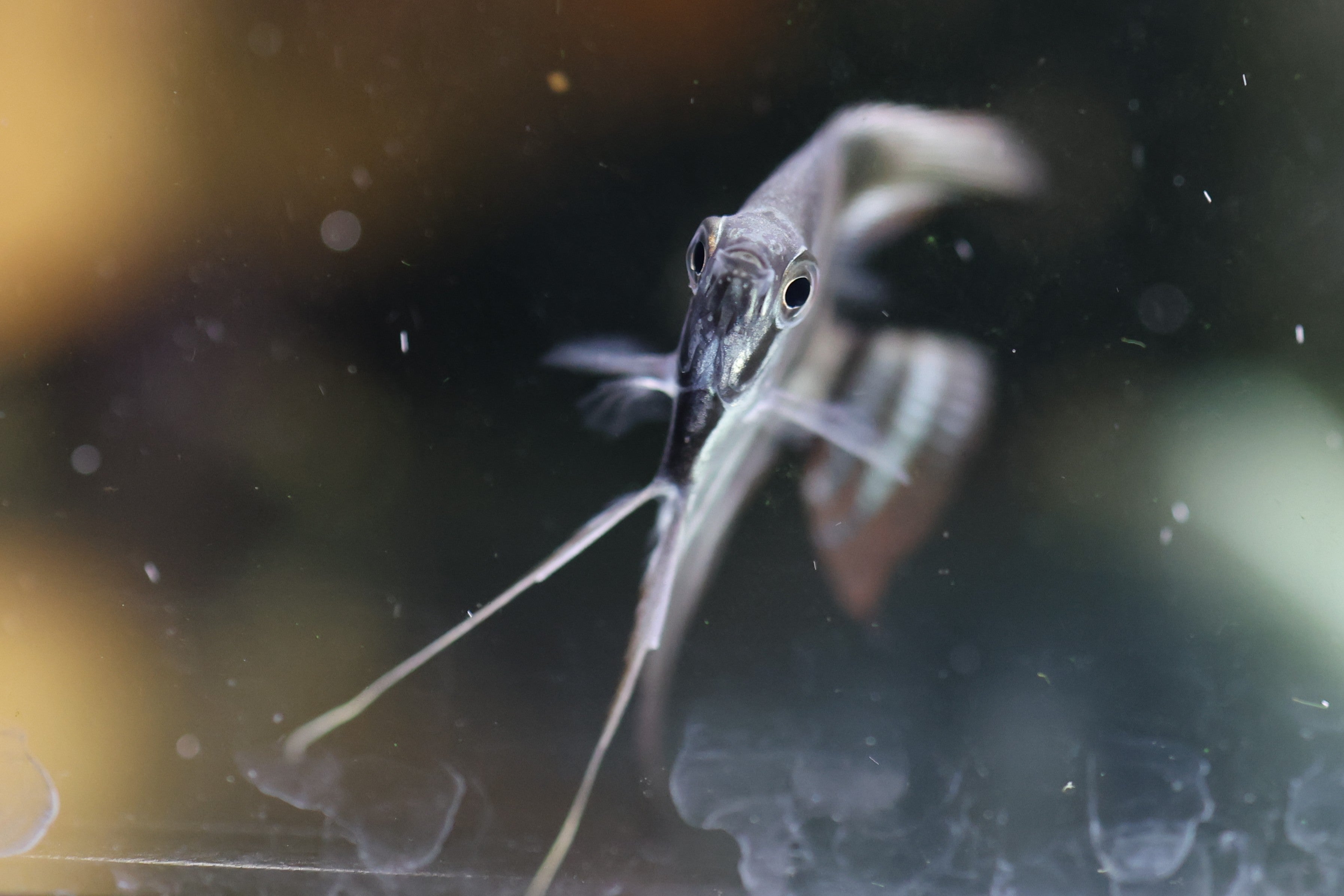 Green Avatar Angelfish