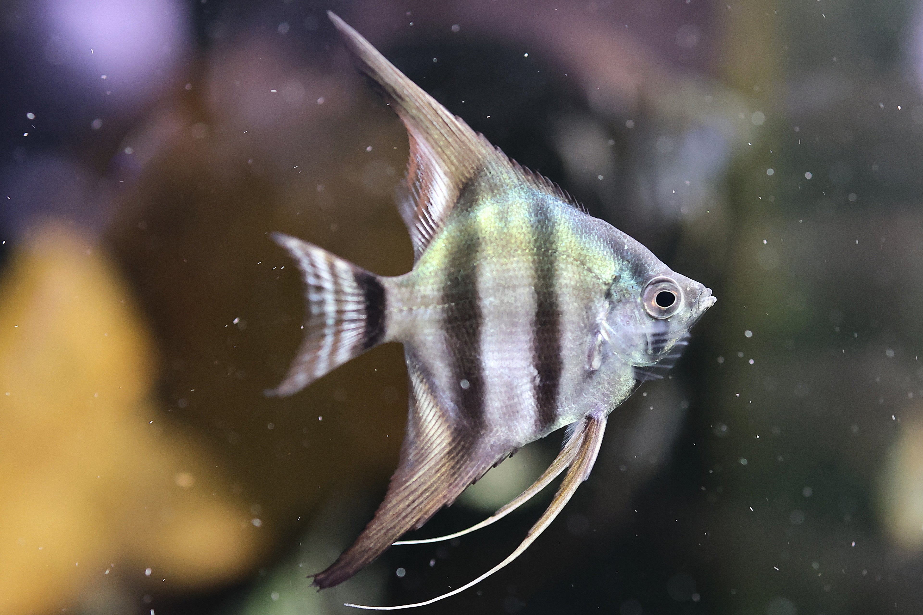 Green Avatar Angelfish