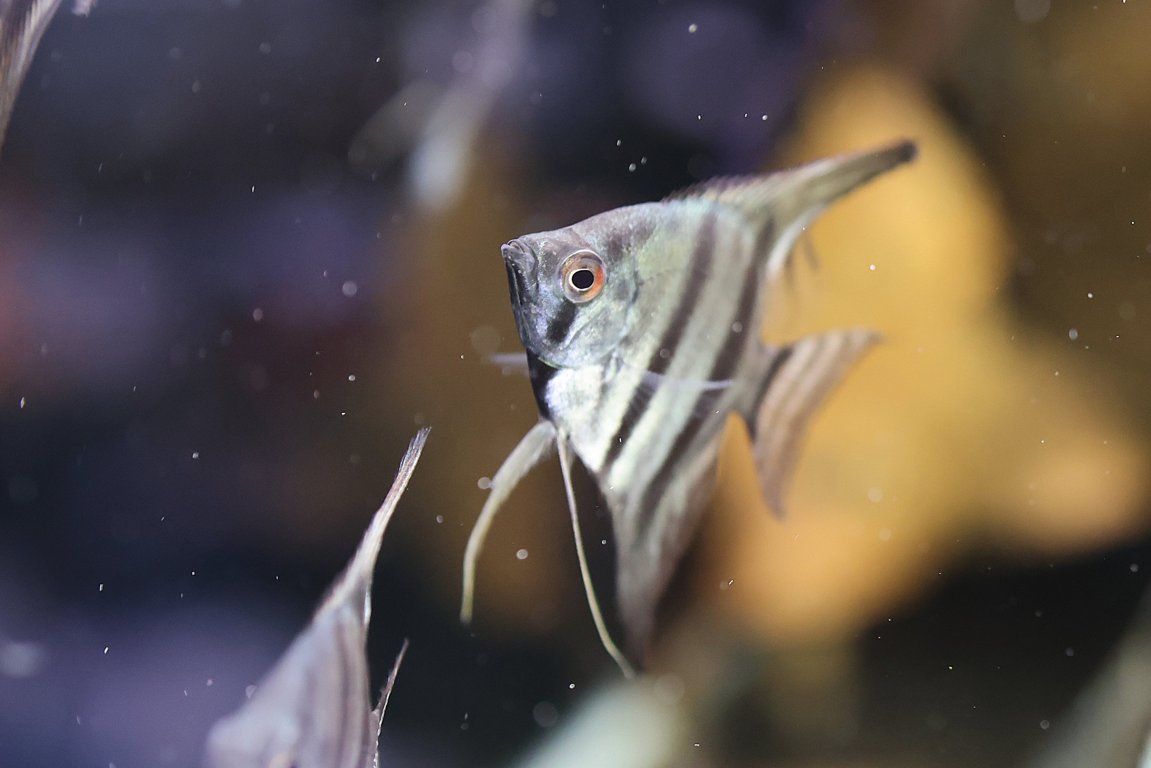 Green Avatar Angelfish