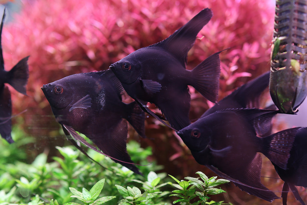 Black Angelfish