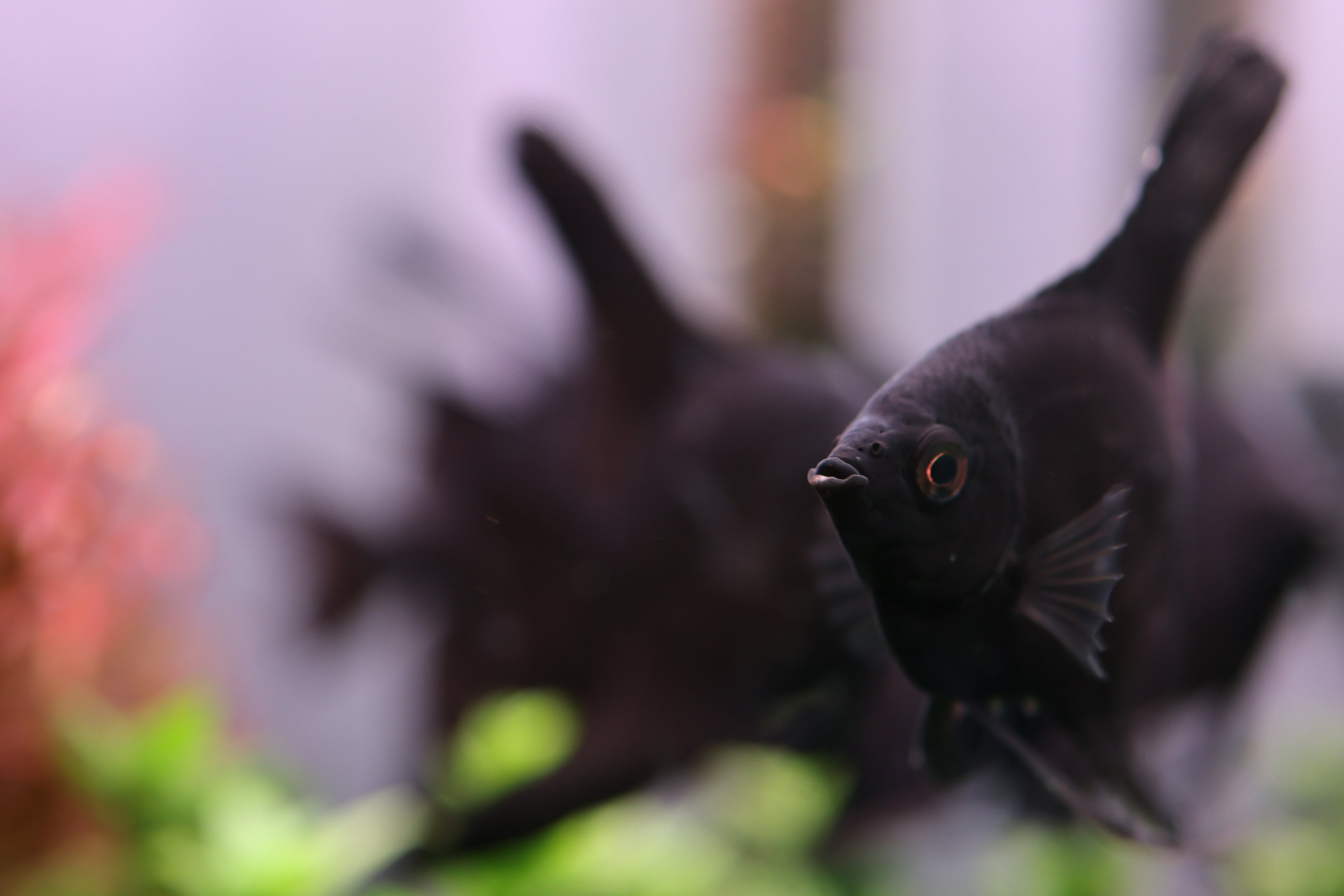 Black Angelfish