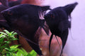 Black Angelfish