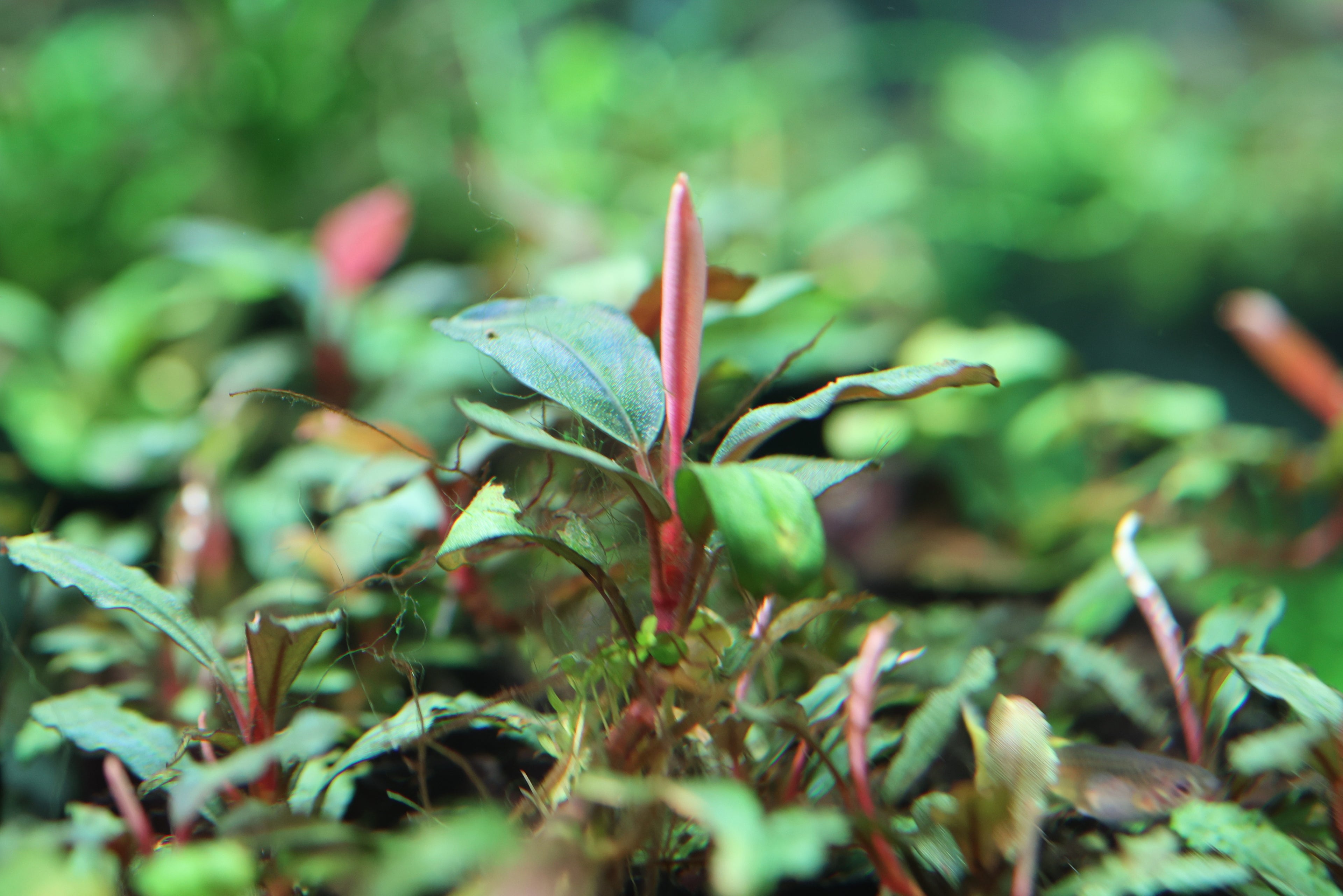 Bucephalandra
