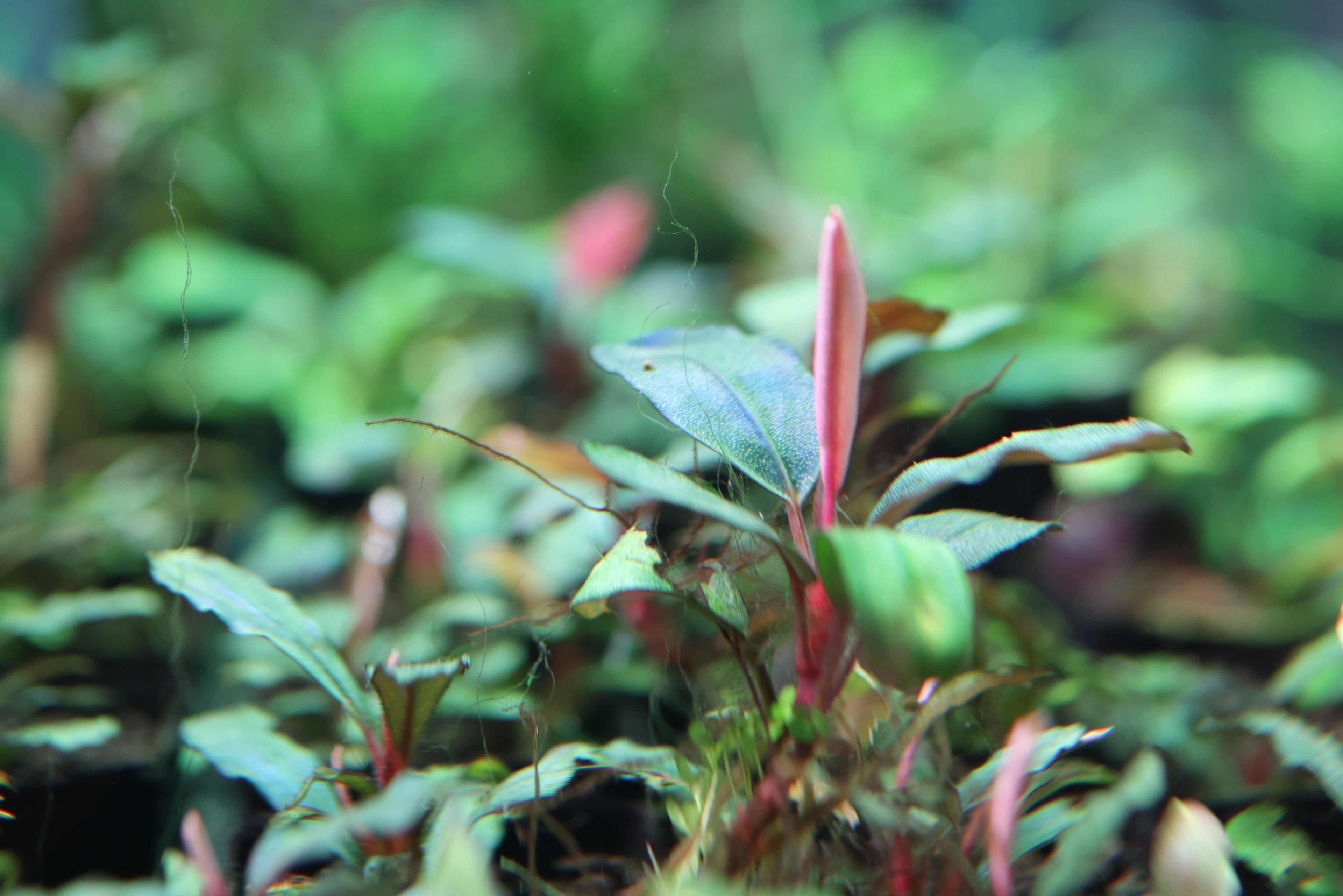 Bucephalandra