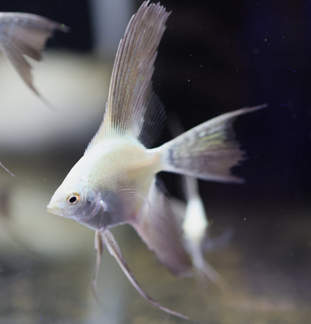 Bulgarian Seal Point Angelfish