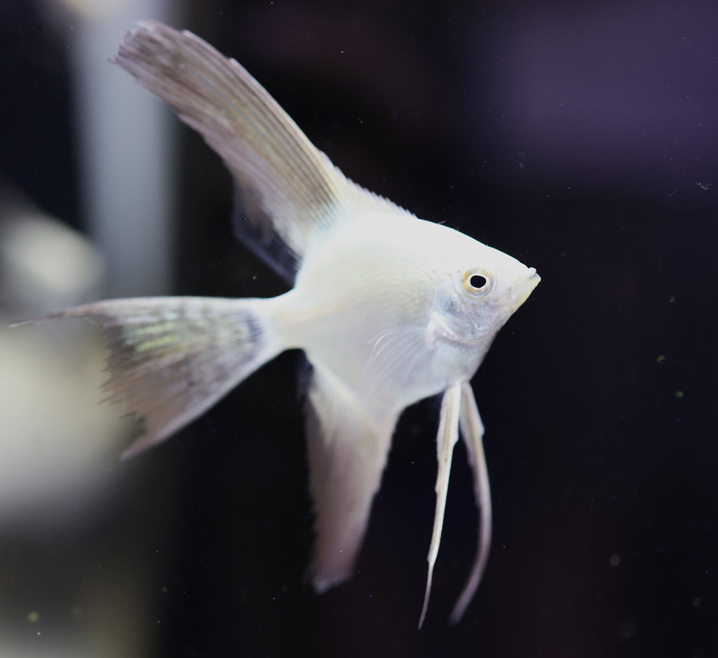 Bulgarian Seal Point Angelfish