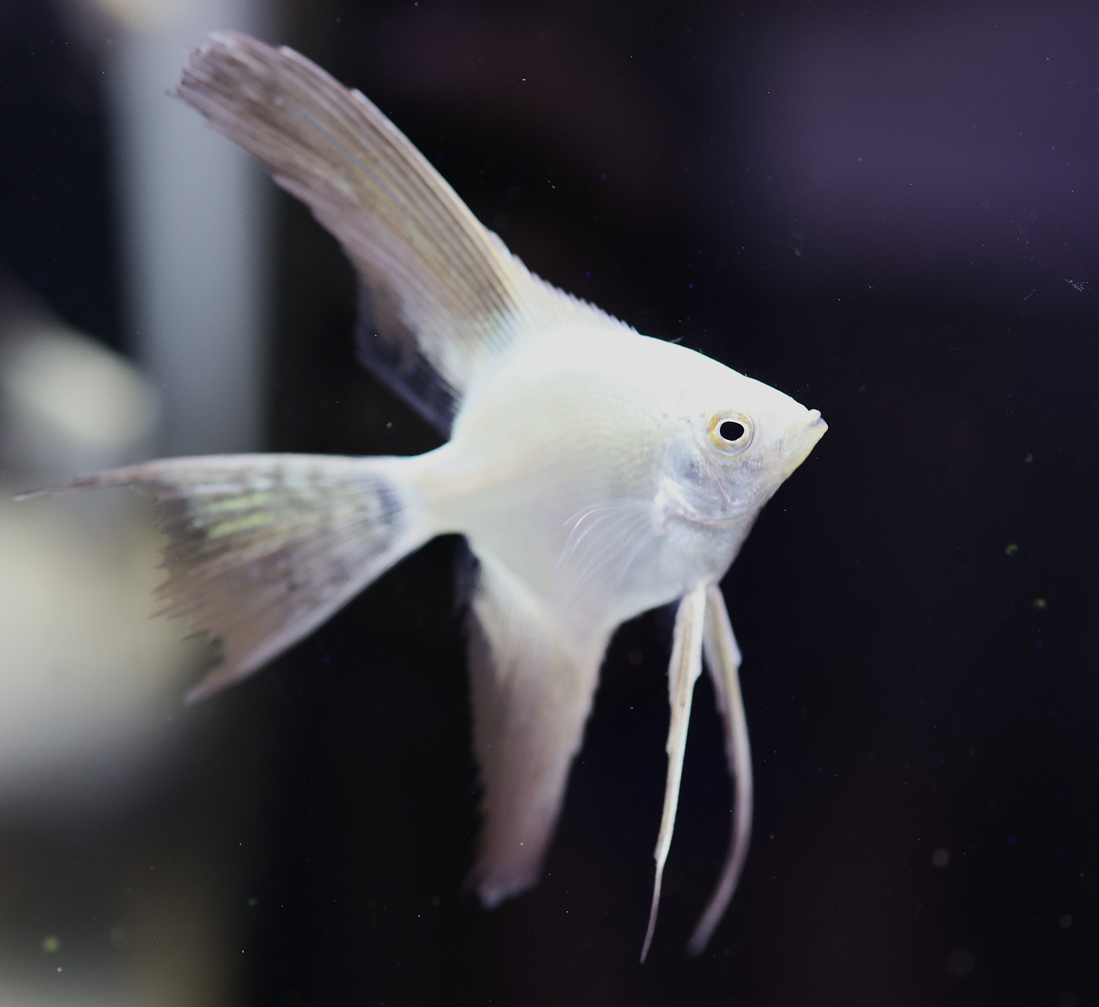 Bulgarian Seal Point Angelfish