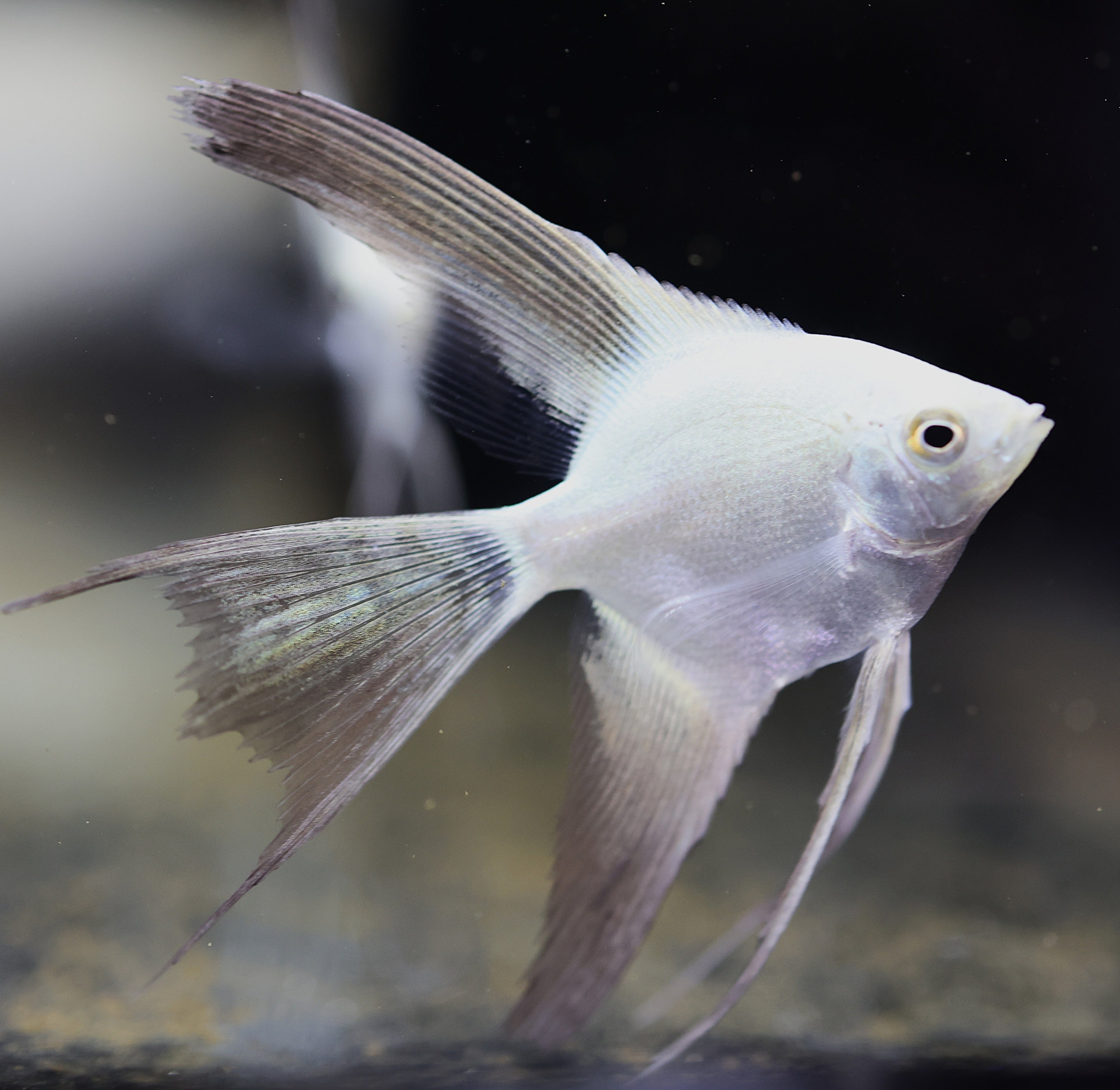 Bulgarian Seal Point Angelfish