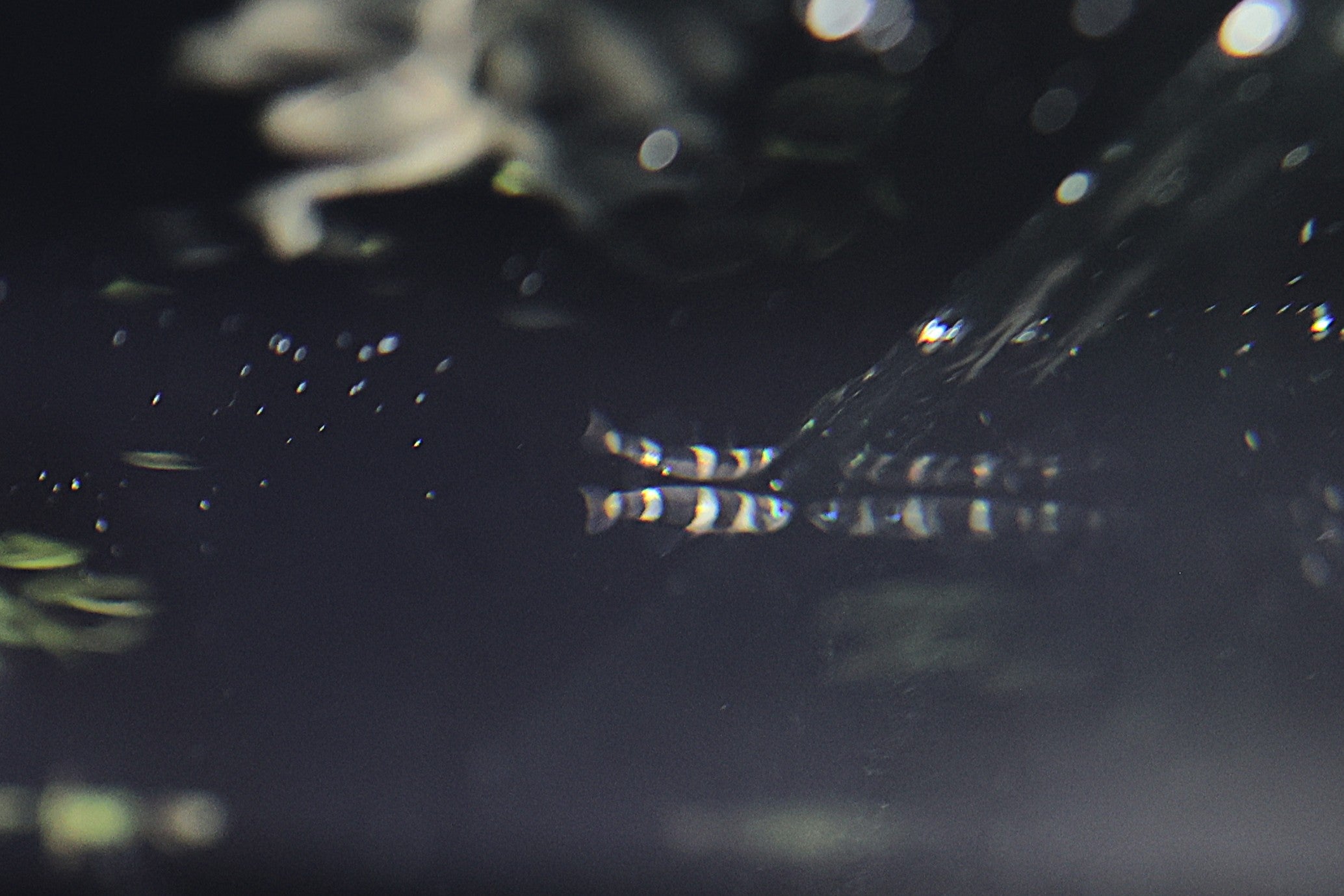 Clown Killifish