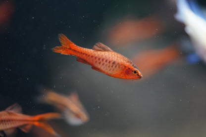 Cherry Barb