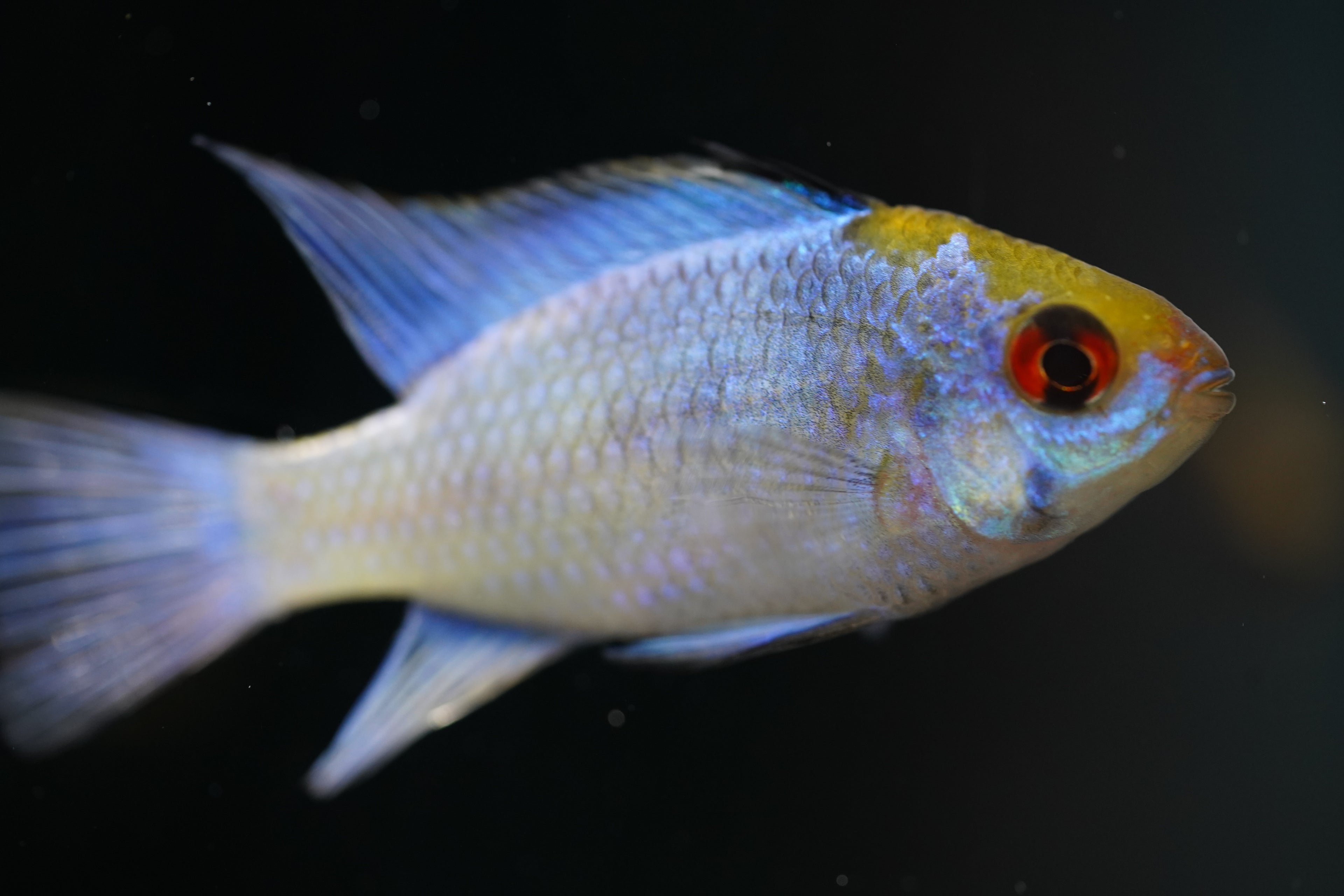 Electric German Blue Rams