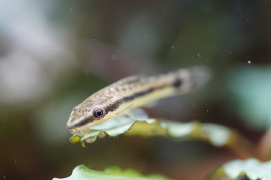Otocinclus Catfish