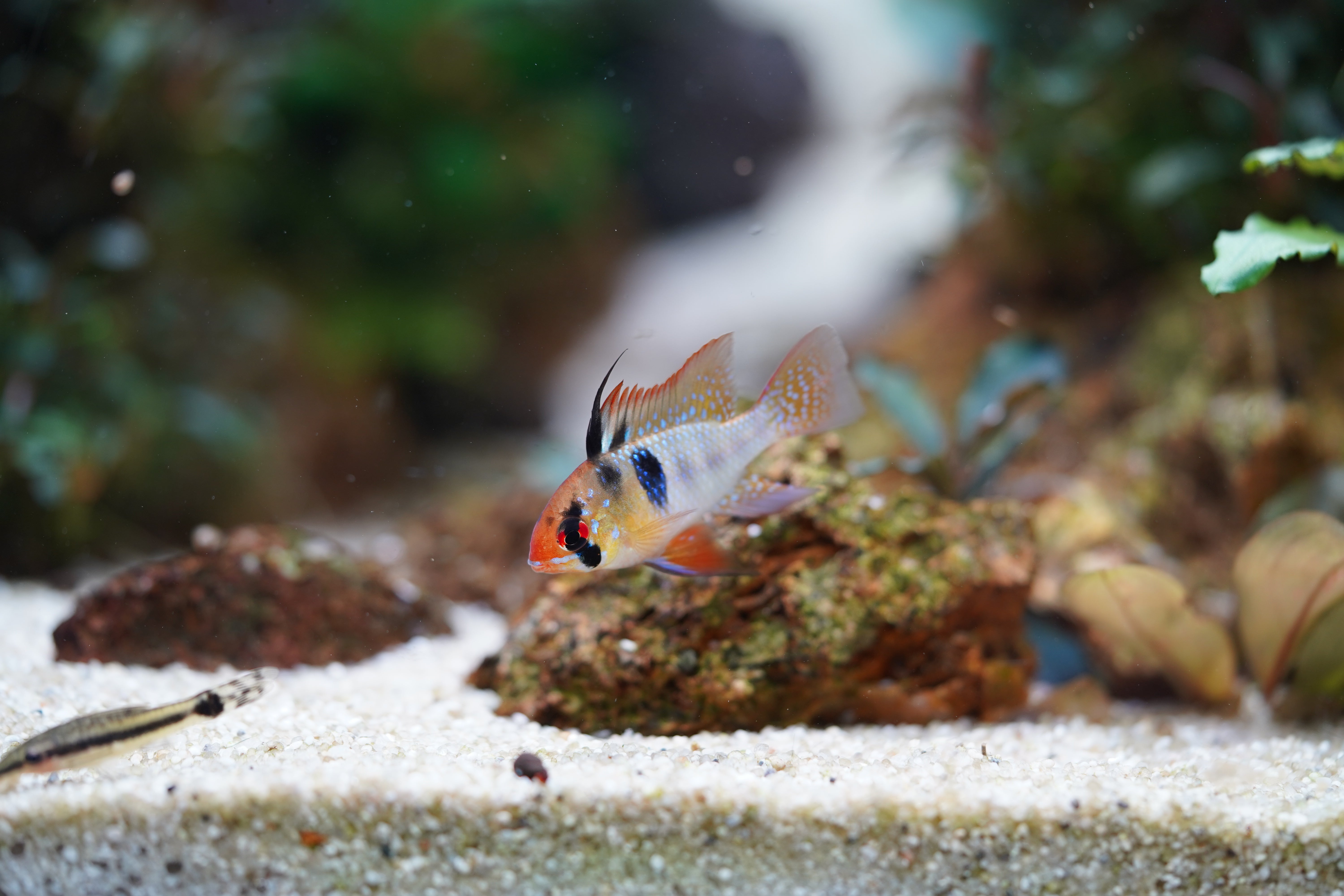 German Blue Rams – Newtown Aquarium AU