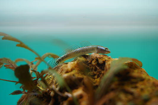 Neon blue goby