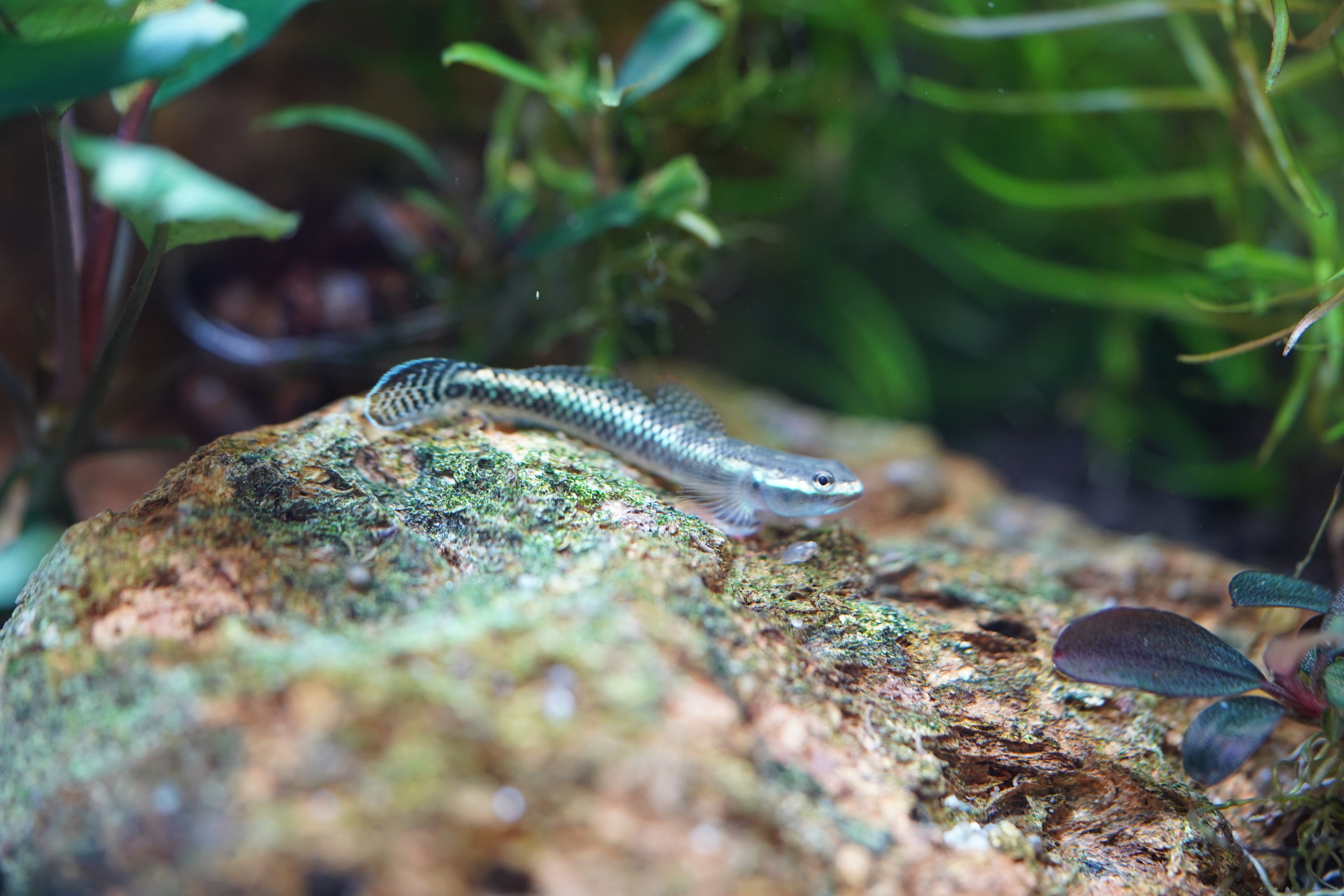 Neon blue goby