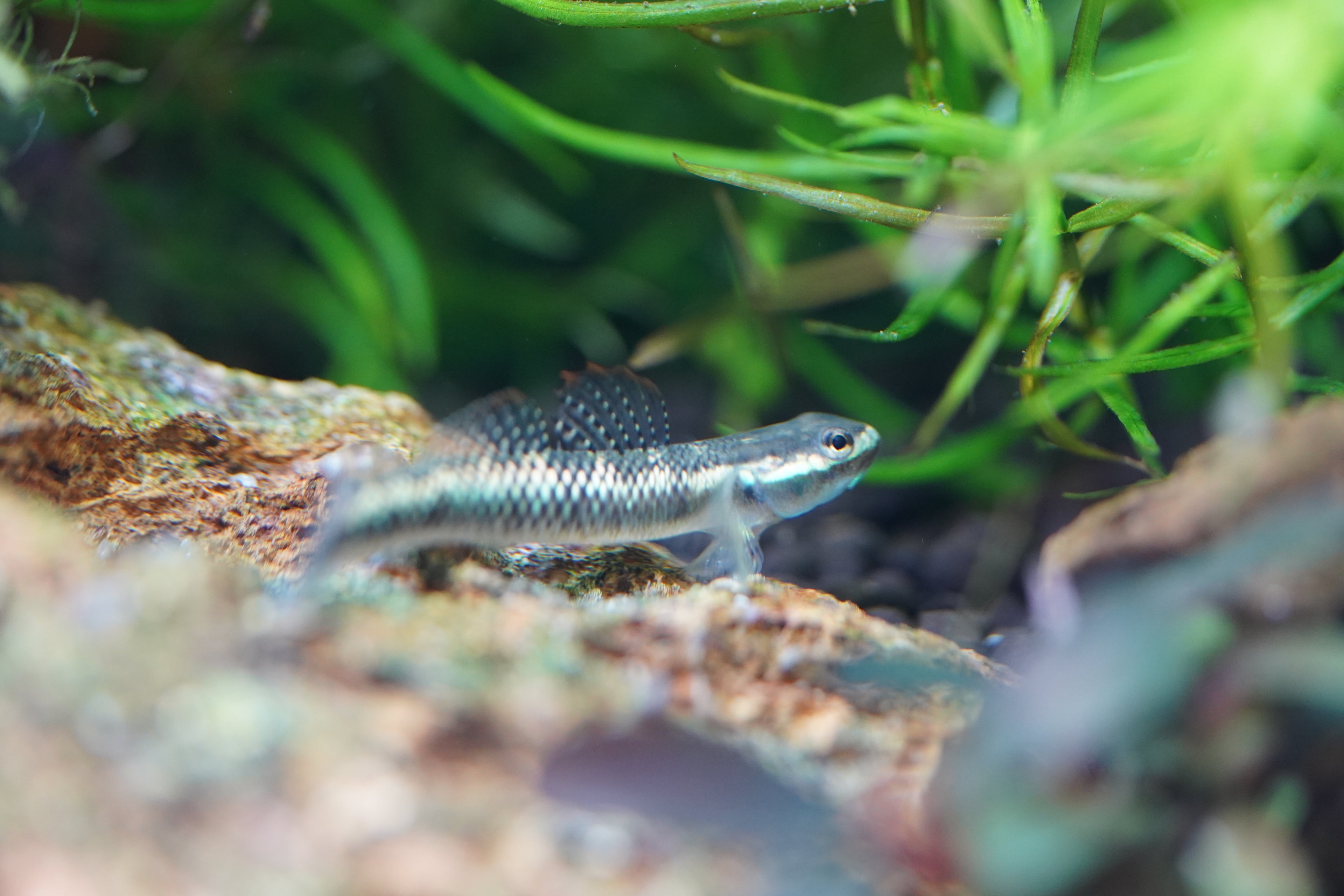 Neon blue goby