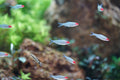 Platinum Rummynose Tetra
