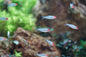 Platinum Rummynose Tetra