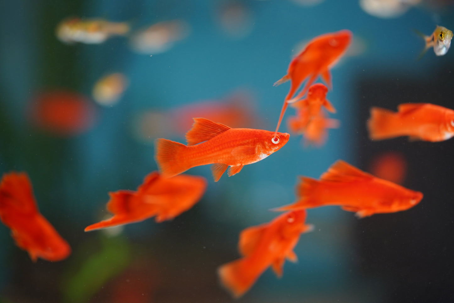 Firecracker Lyretail Swordtail