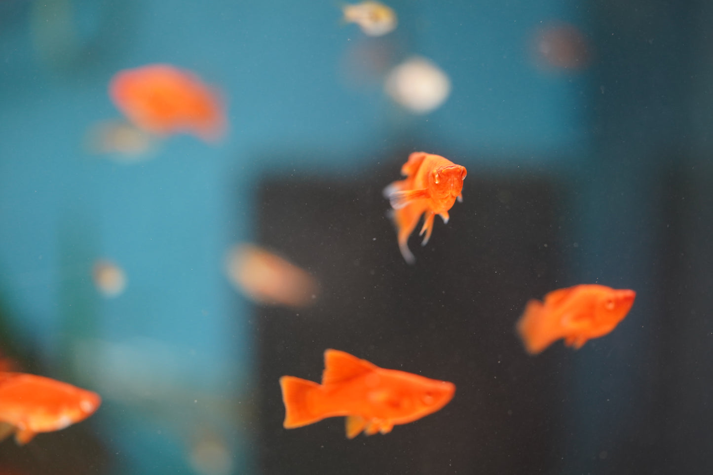 Firecracker Lyretail Swordtail