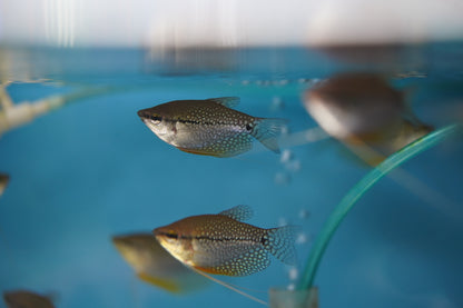 Pearl Gourami