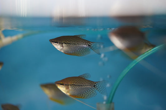 Pearl Gourami