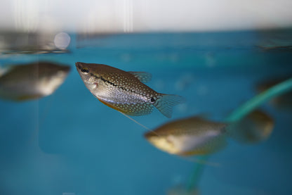 Pearl Gourami