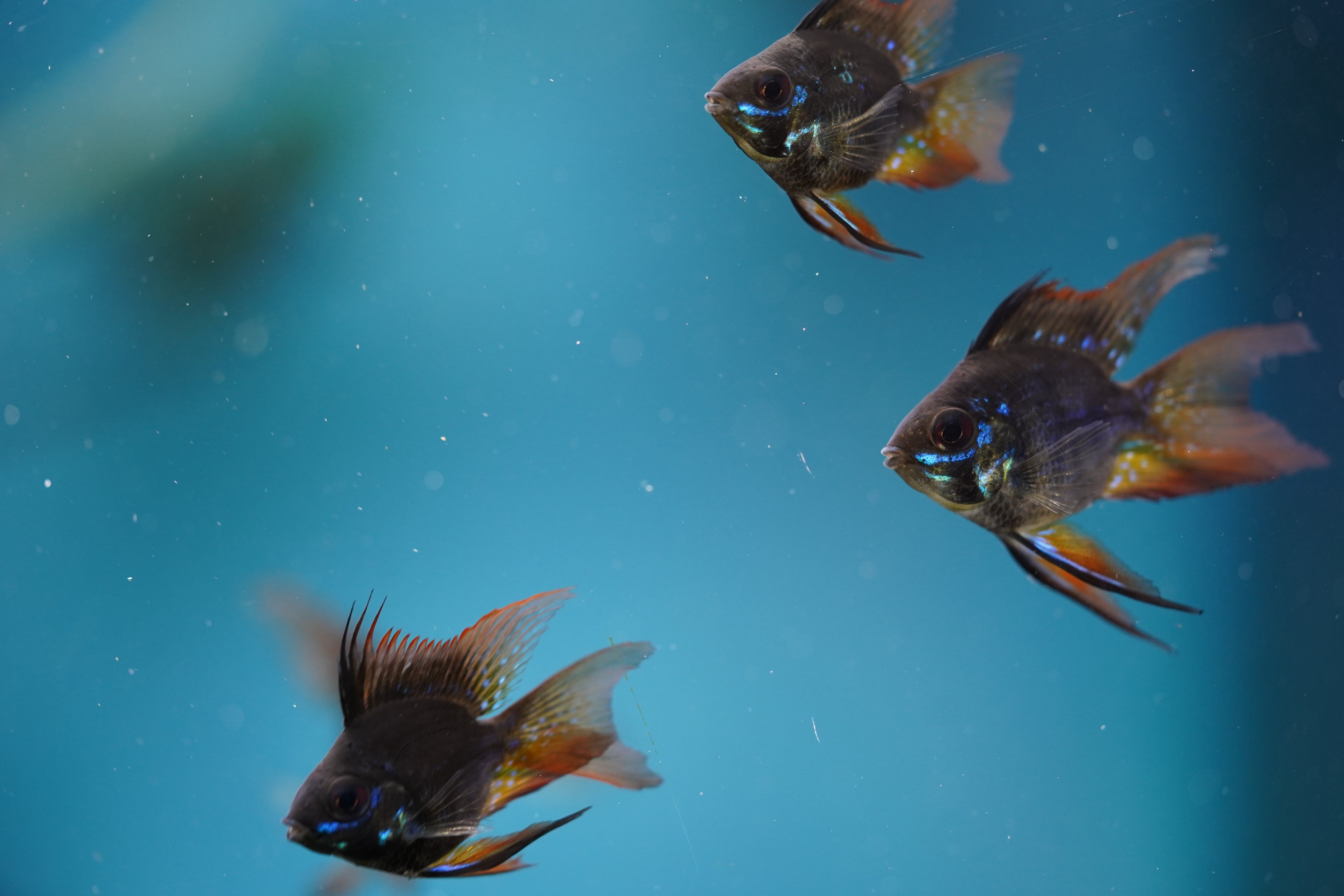 Black Balloon Ram