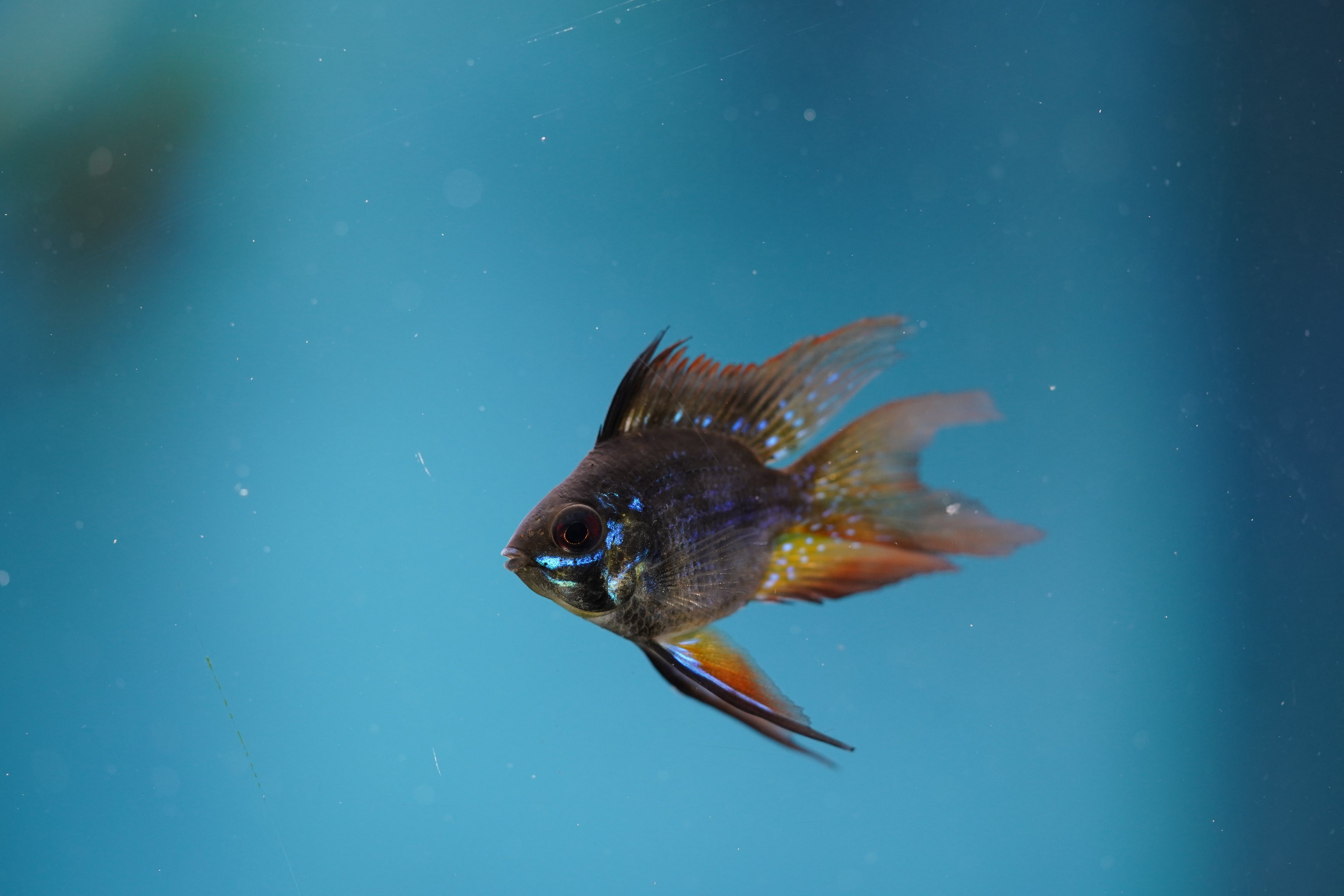 Black Balloon Ram