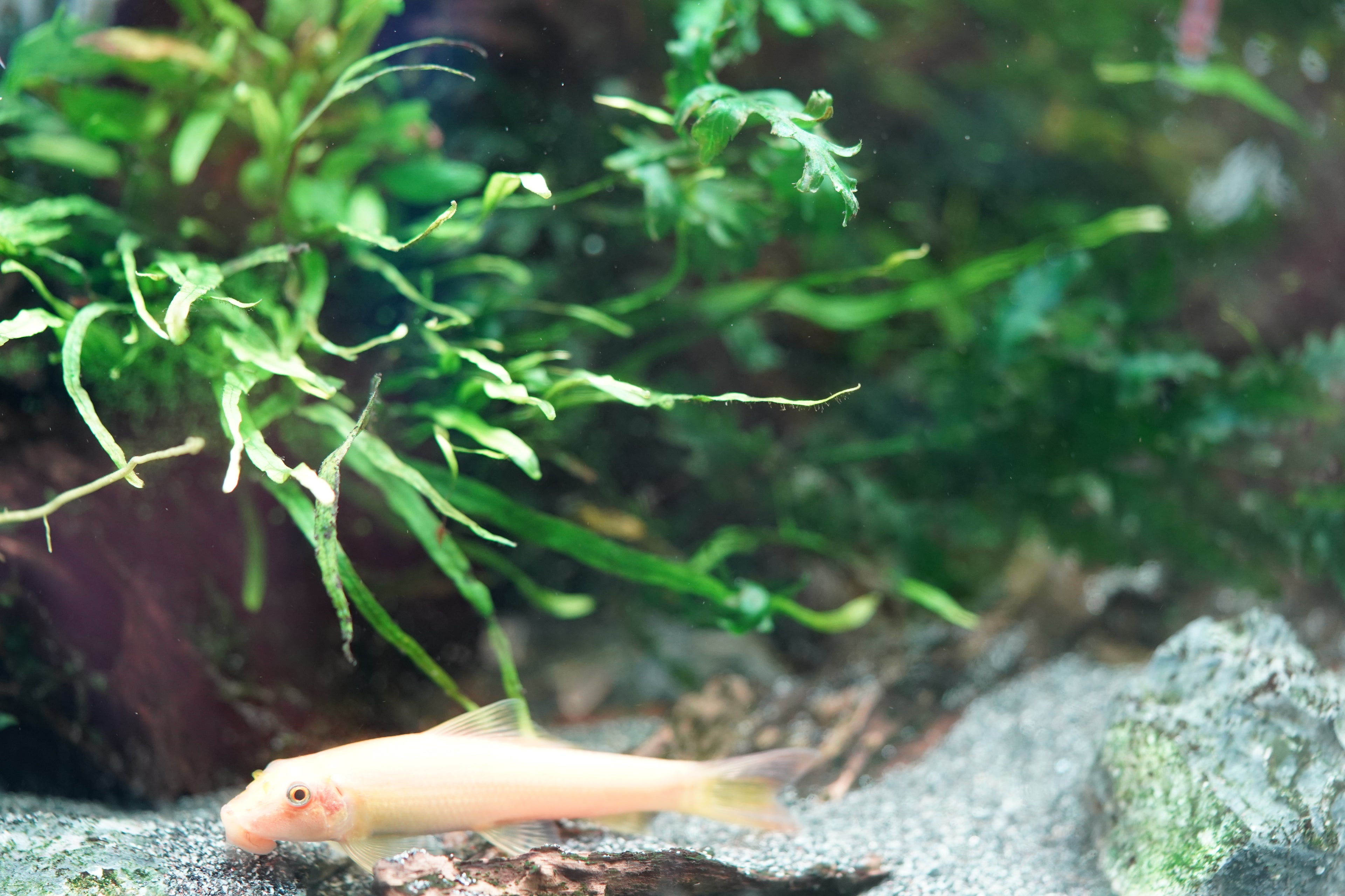 Chinese Algae Eater