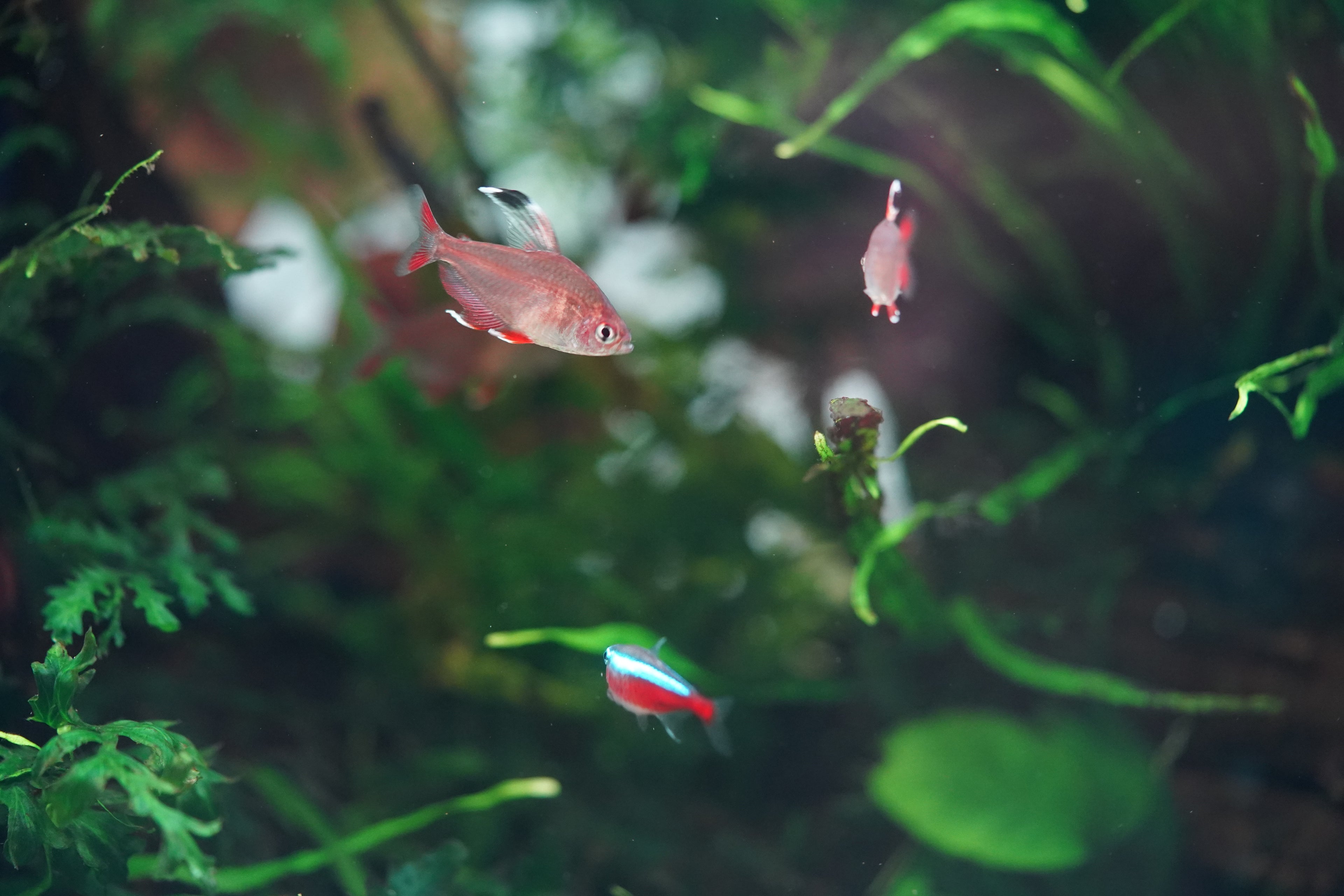 White Fin Ornate Tetra