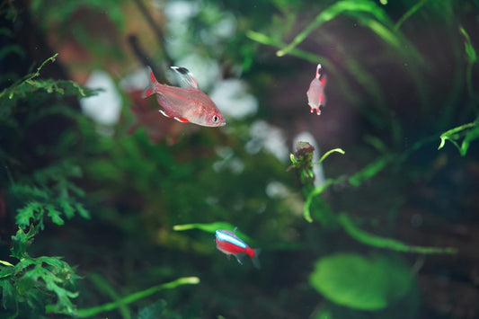 White Fin Ornate Tetra