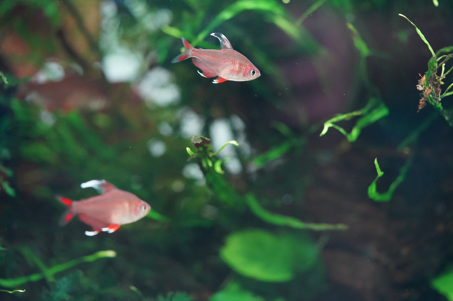 White Fin Ornate Tetra