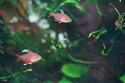 White Fin Ornate Tetra