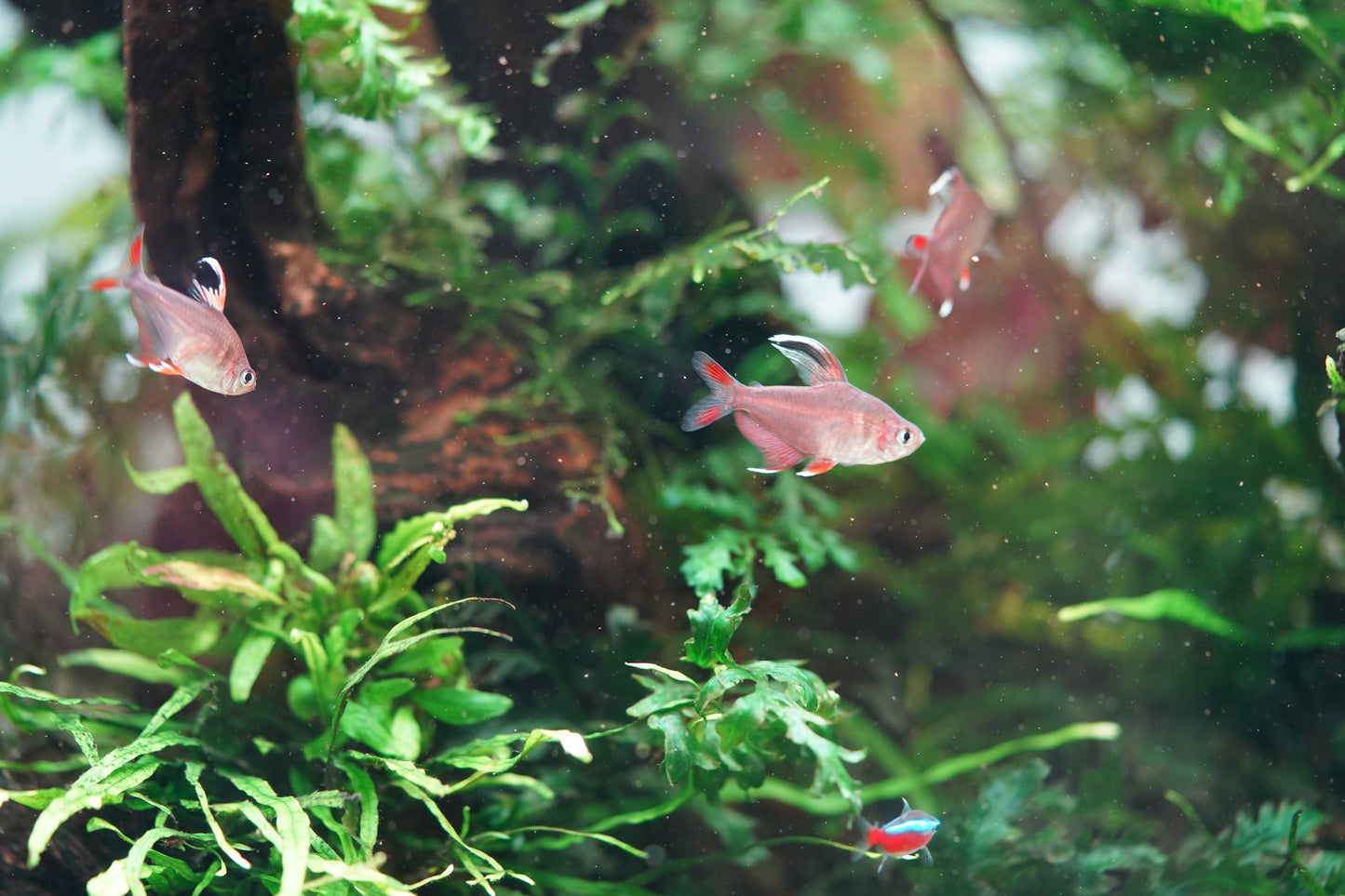 White Fin Ornate Tetra