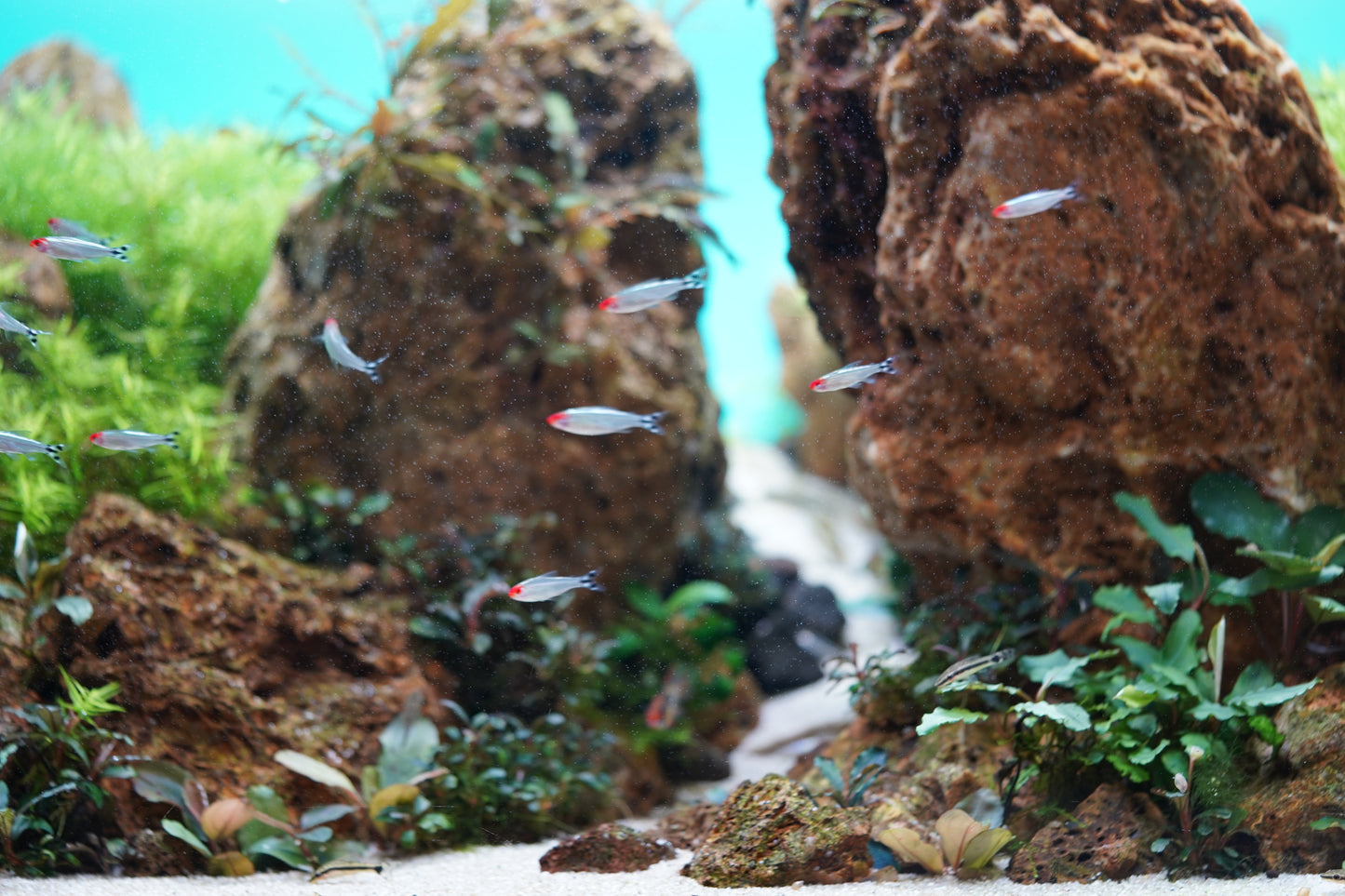 Platinum Rummynose Tetra