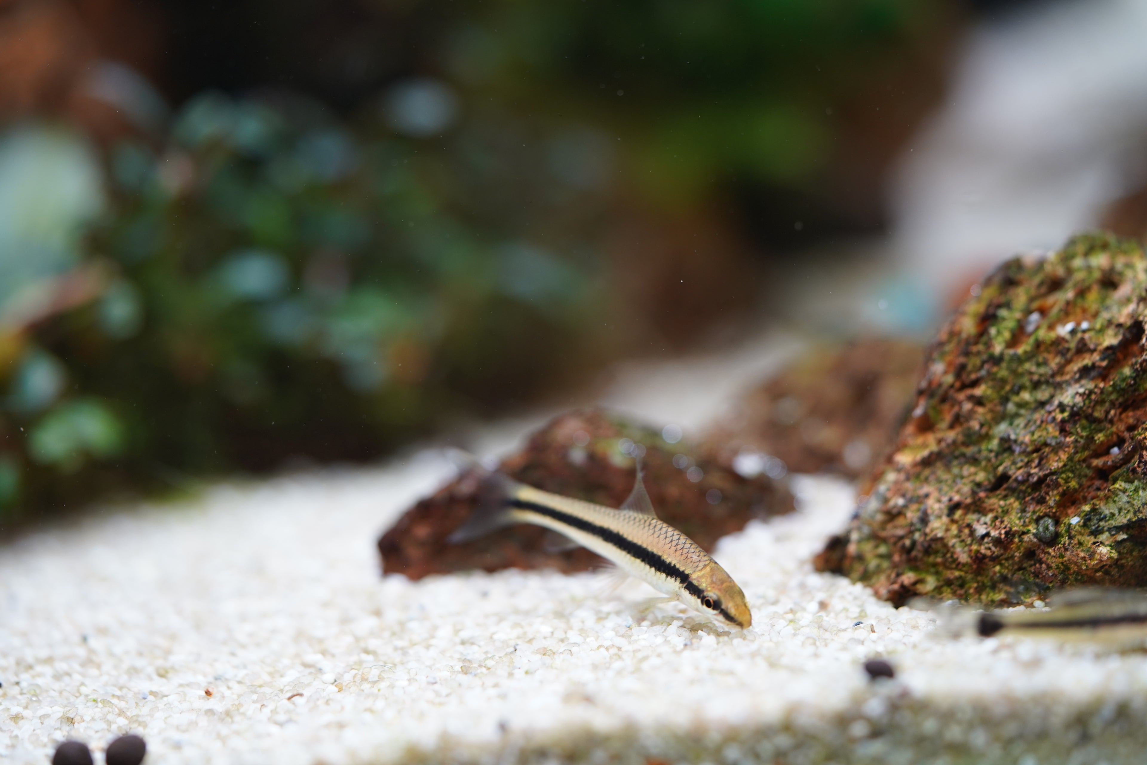 Siamese Algae Eater