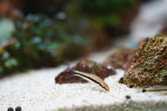 Siamese Algae Eater