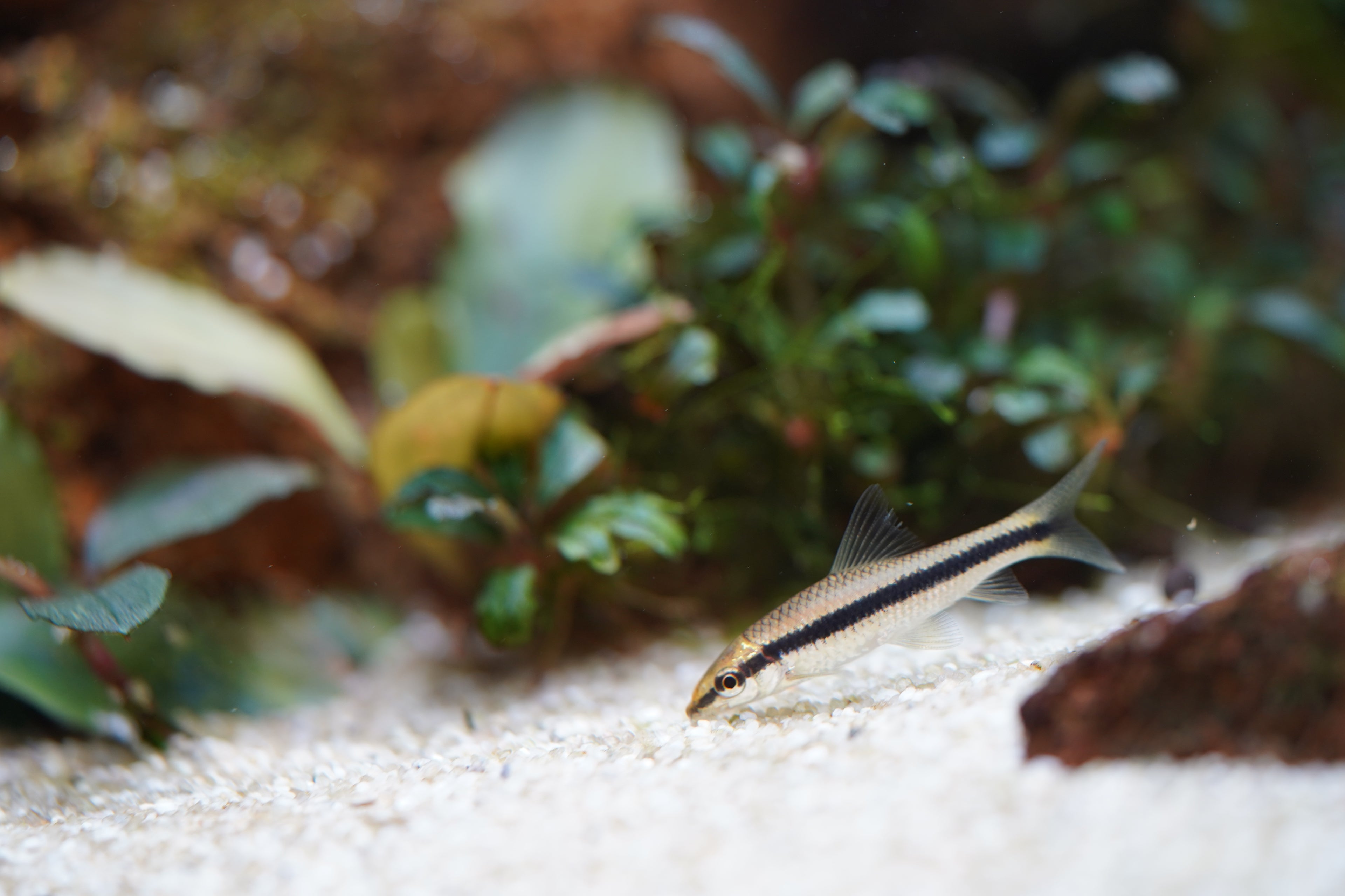 Siamese Algae Eater