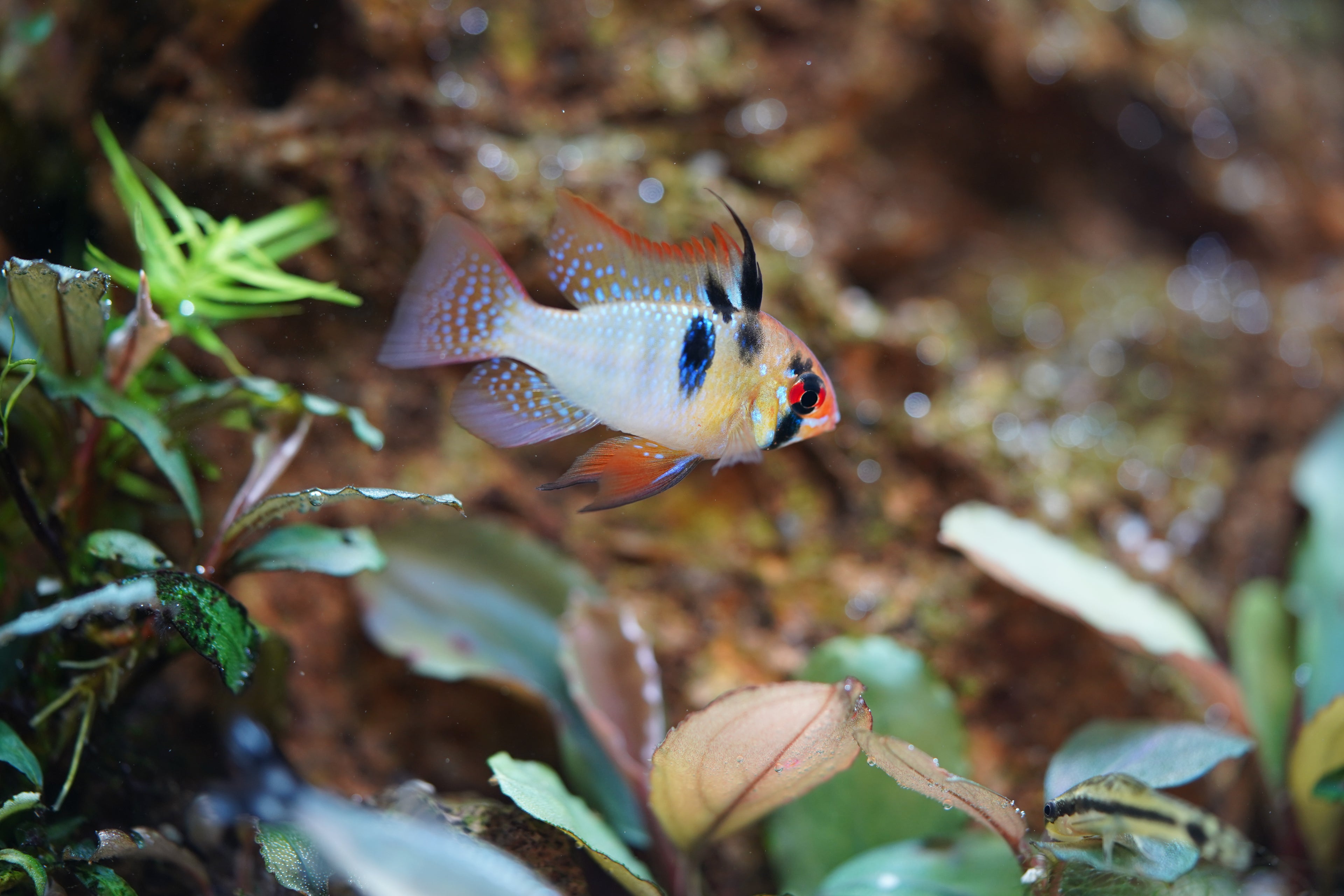 German Blue Rams