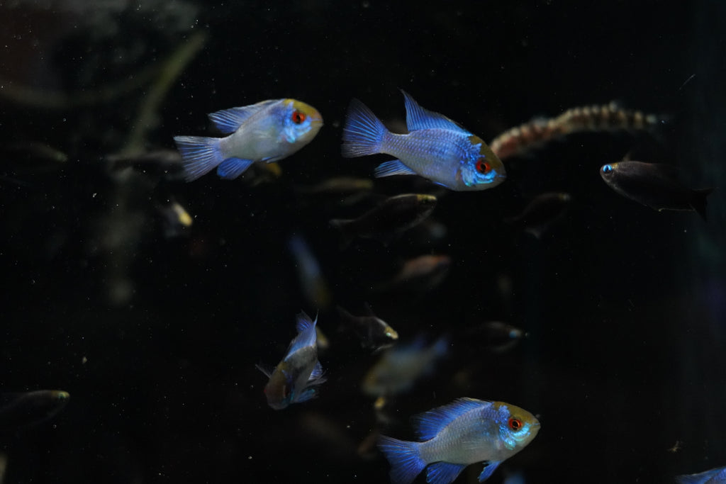 Electric German Blue Rams