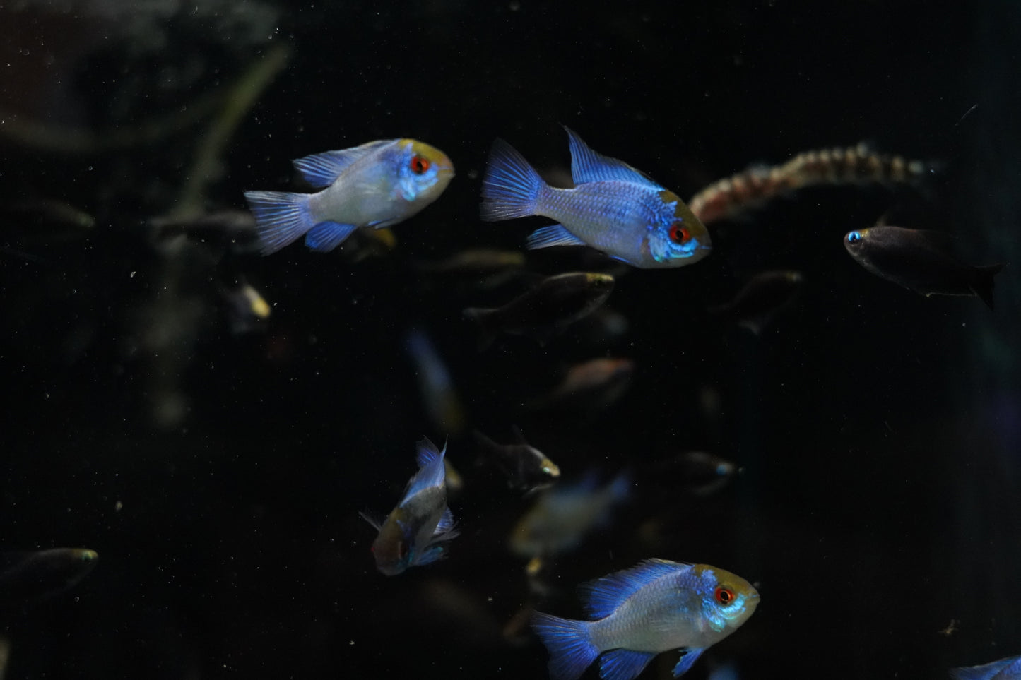 Electric Blue Rams