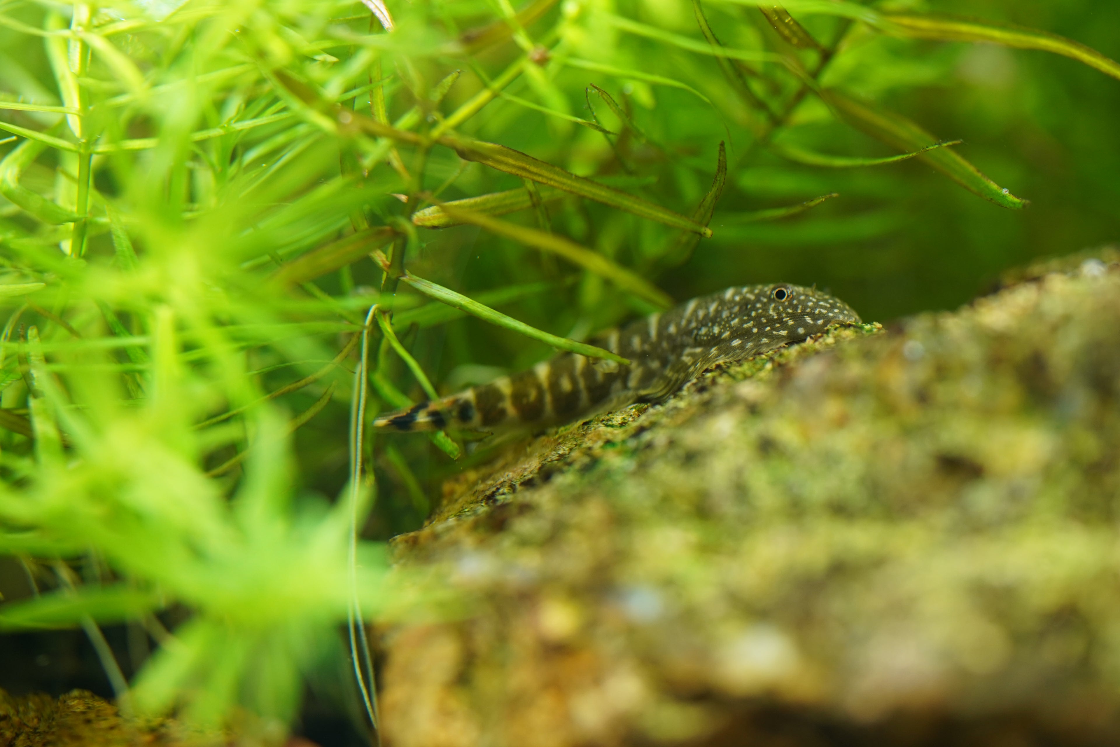 Borneo Suckers