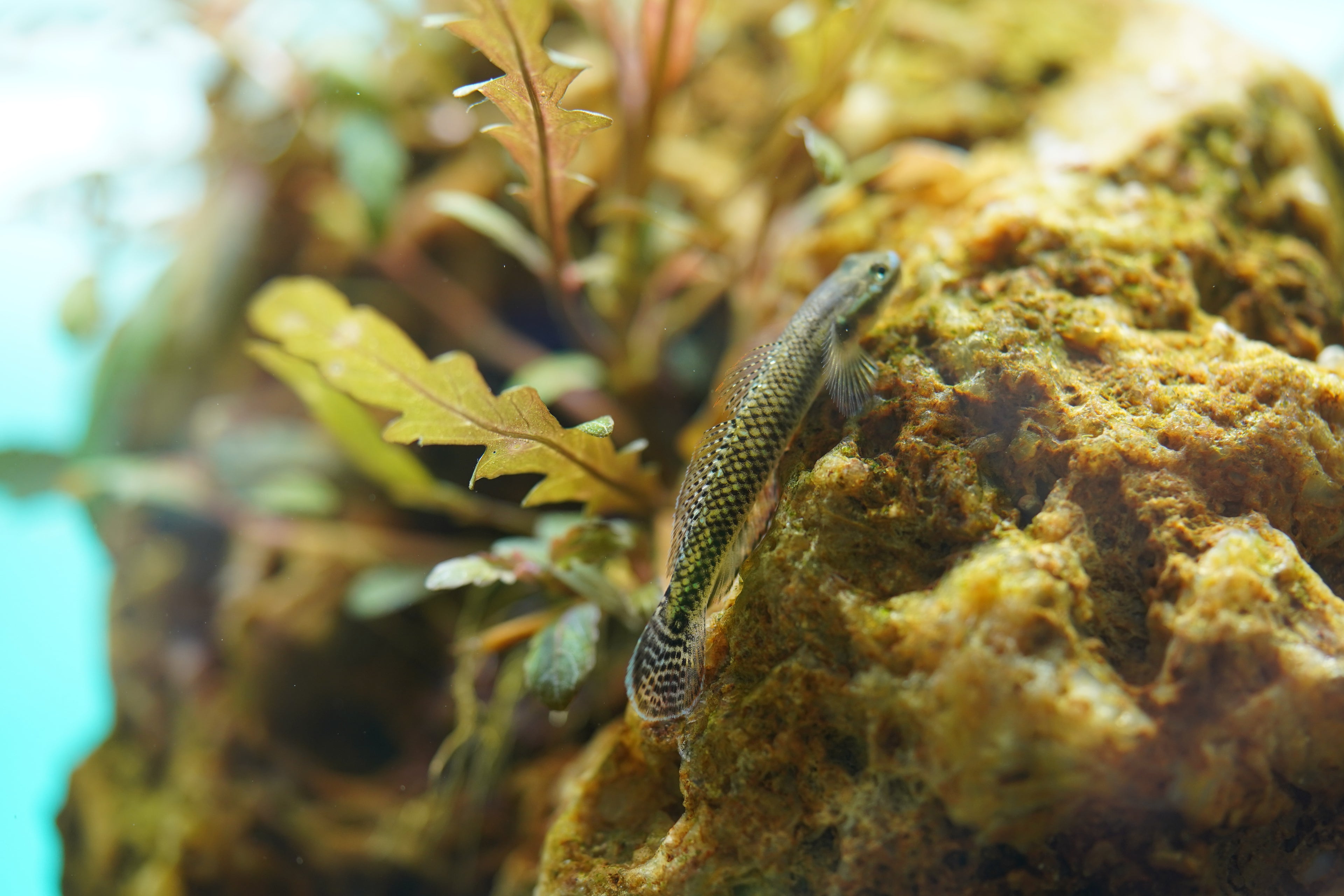Neon blue goby